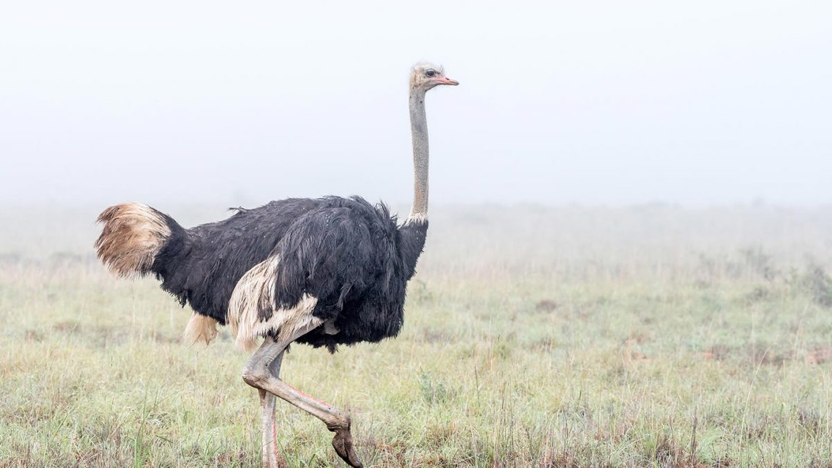 Ostrich Oil Vs Emu Oil Which Is Better In Skincare